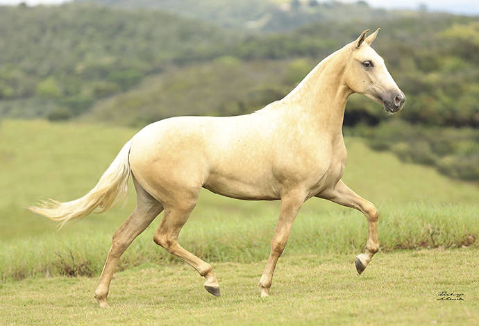 Foto Animal