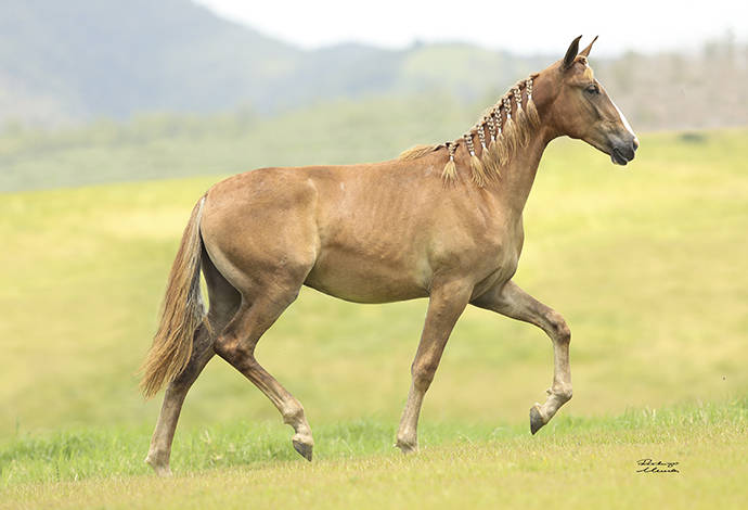 Foto Animal