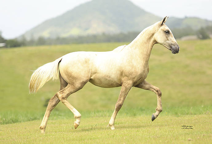 Foto Animal