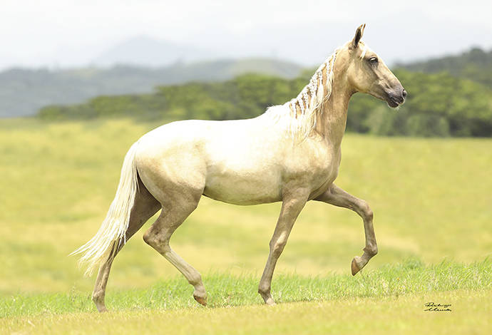 Foto Animal