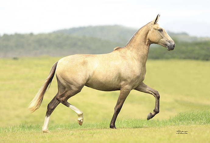 Foto Animal