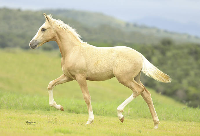 Foto Animal