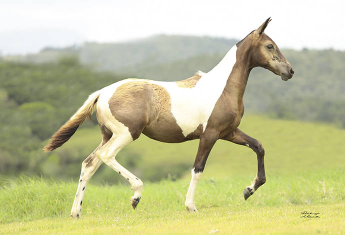 Foto Animal