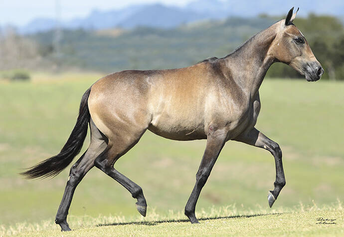 Foto Animal