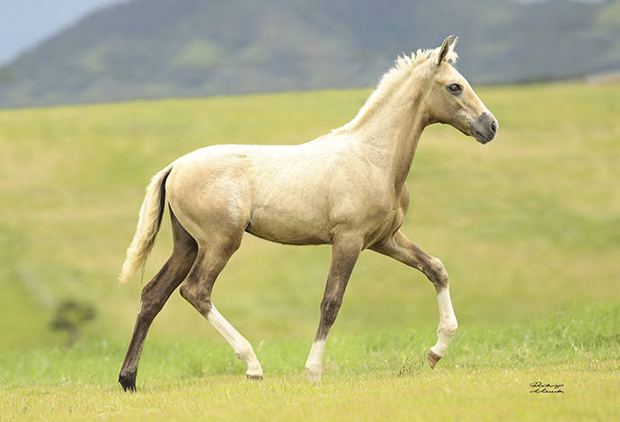 Foto Animal