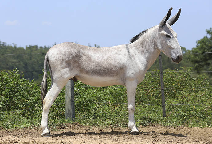 Foto Animal