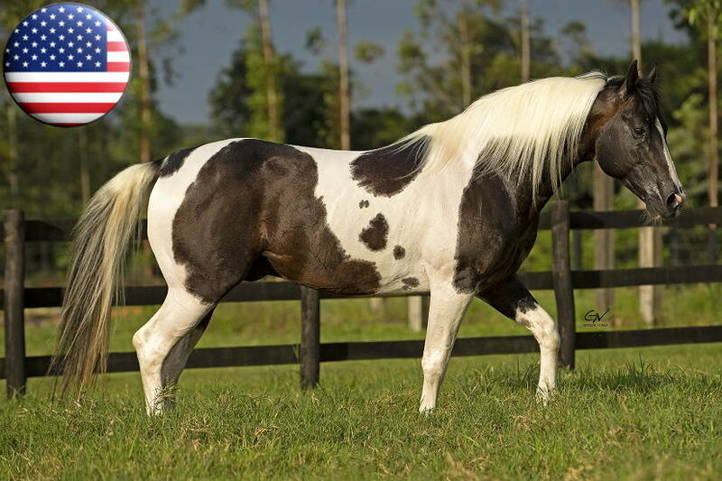 Apaloosa - Ponte Preta, Campinas, SP - Apontador