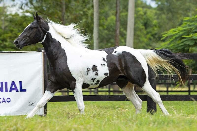 Apaloosa - Ponte Preta, Campinas, SP - Apontador