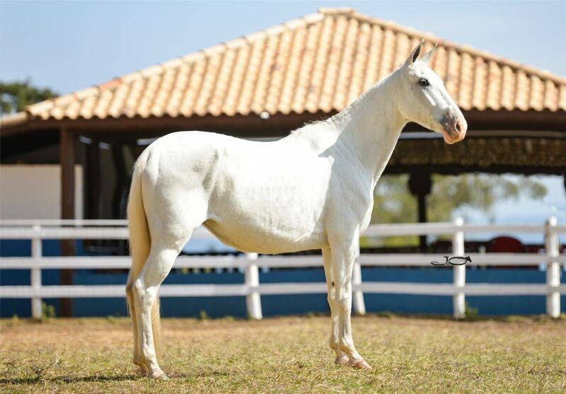 LOTE 06 A  ZORRO DO ZEL (LEILÃO ELITE NACIONAL PAMPA - ADULTOS