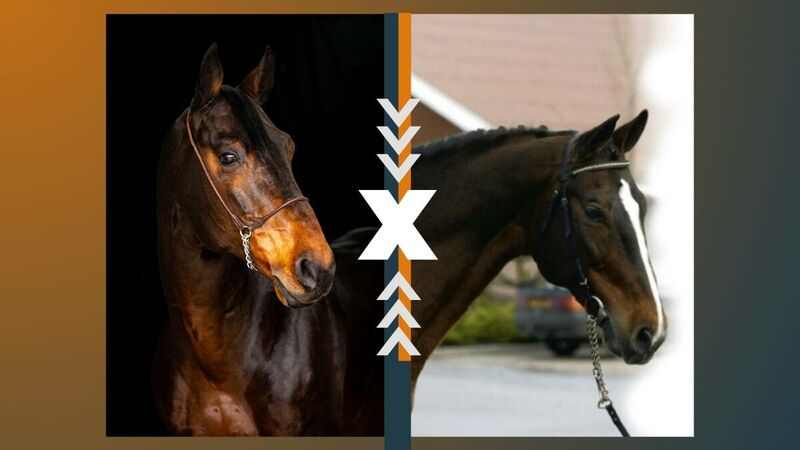 CAESAR Z  X  CHIN CHIN X NIMMERDOR