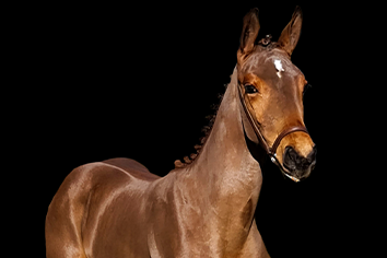 Foto THUNDER BOY LMZ