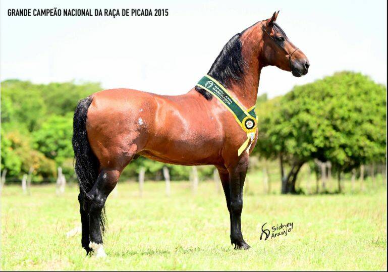 Foto GUARANI DA ÁGUA BÔA