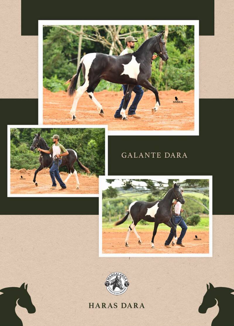 Foto 50% GALANTE DARA (T.E.)