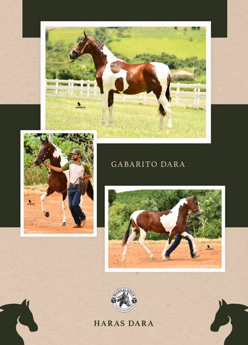 Foto 50% GABARITO DARA (T.E.)