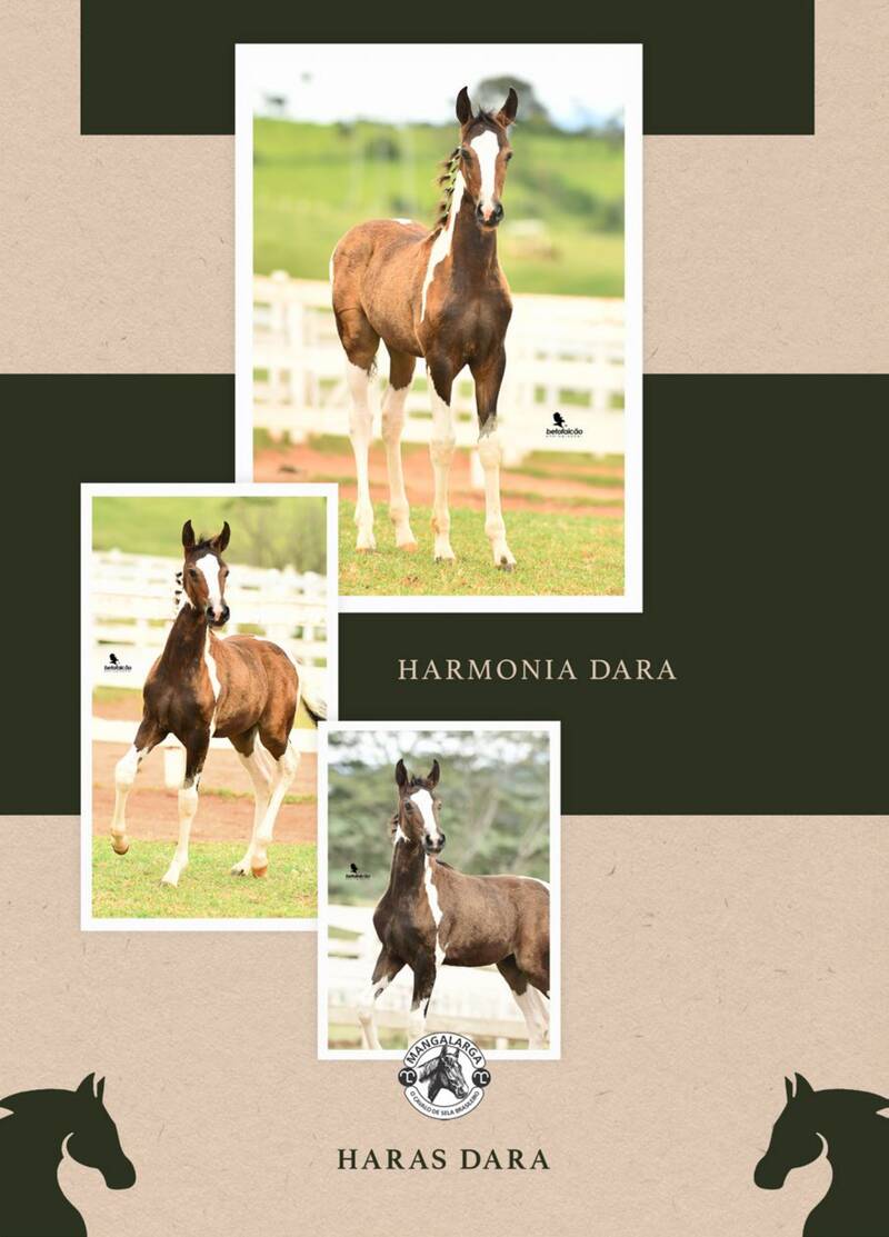 Foto 50% HARMONIA DARA (T.E.)