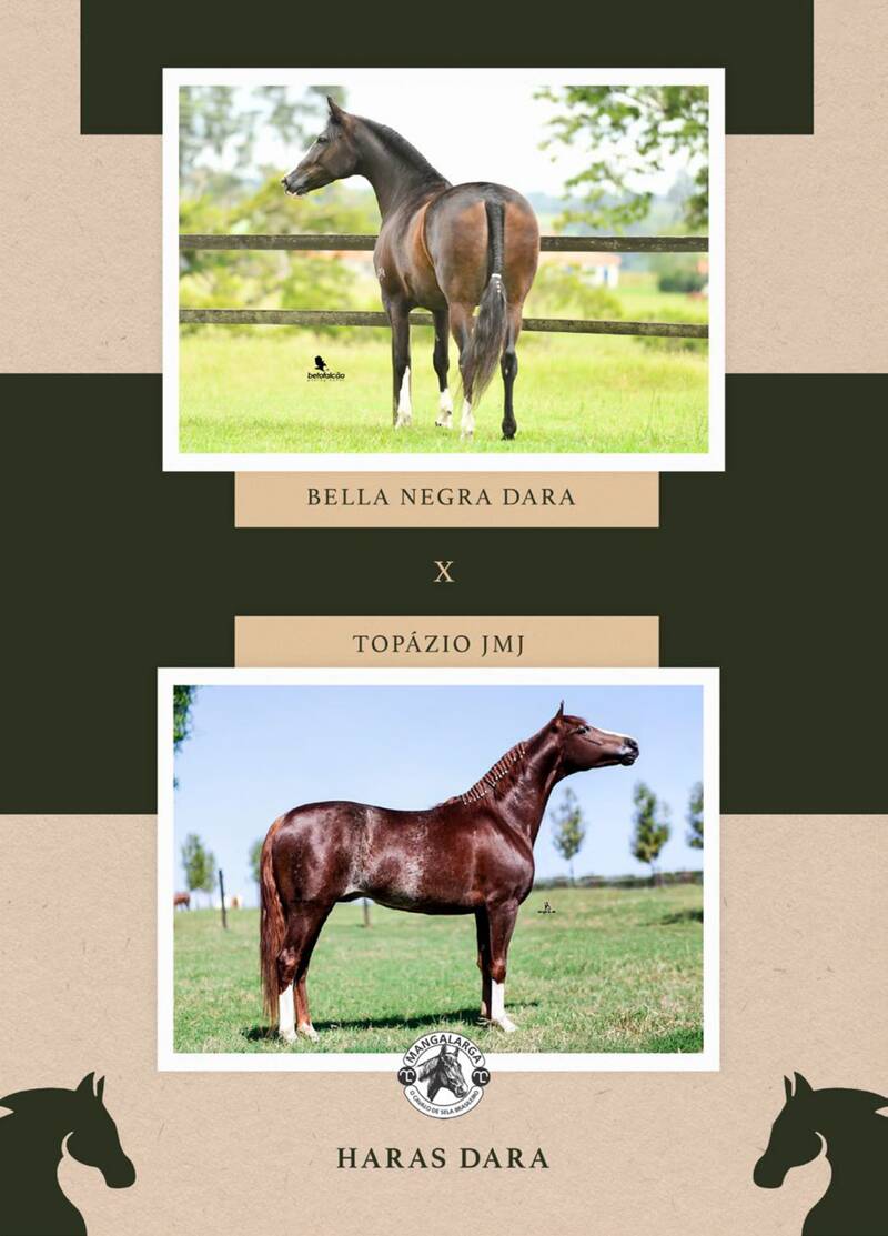 Foto 50% EMBRIÃO BELLA NEGRA DARA (T.E.) X TOPÁZIO JMJ