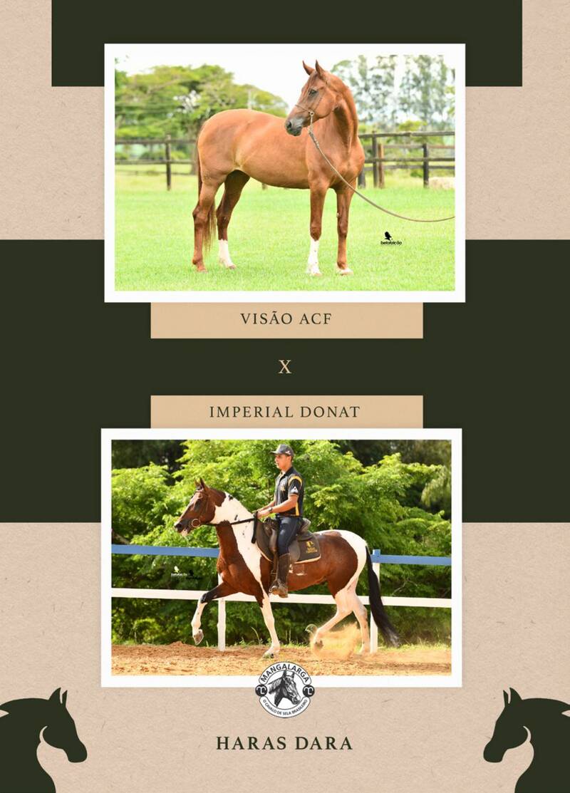 Foto 50% EMBRIÃO VISÃO ACF X IMPERIAL DONAT (T.E.)