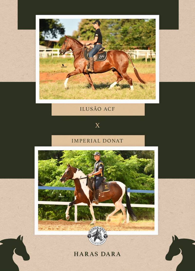 Foto 100% EMBRIÃO ILUSÃO ACF (T.E.) X IMPERIAL DONAT (T.E.)