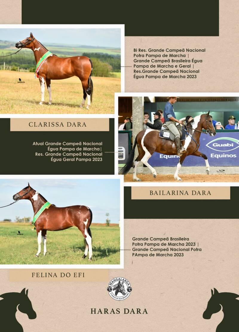 Foto 100% EMBRIÃO CLARISSA DARA (T.E.) OU BAILARINA DARA (T.E.) OU FELINA DO EFI X DITADOR DARA (T.E.)