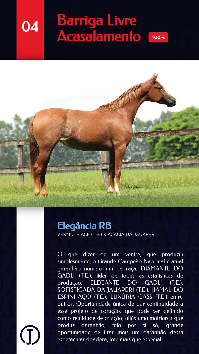 Foto (100.0%) BARRIGA ELEGÂNCIA RB (LIVRE ACASALAMENTO)