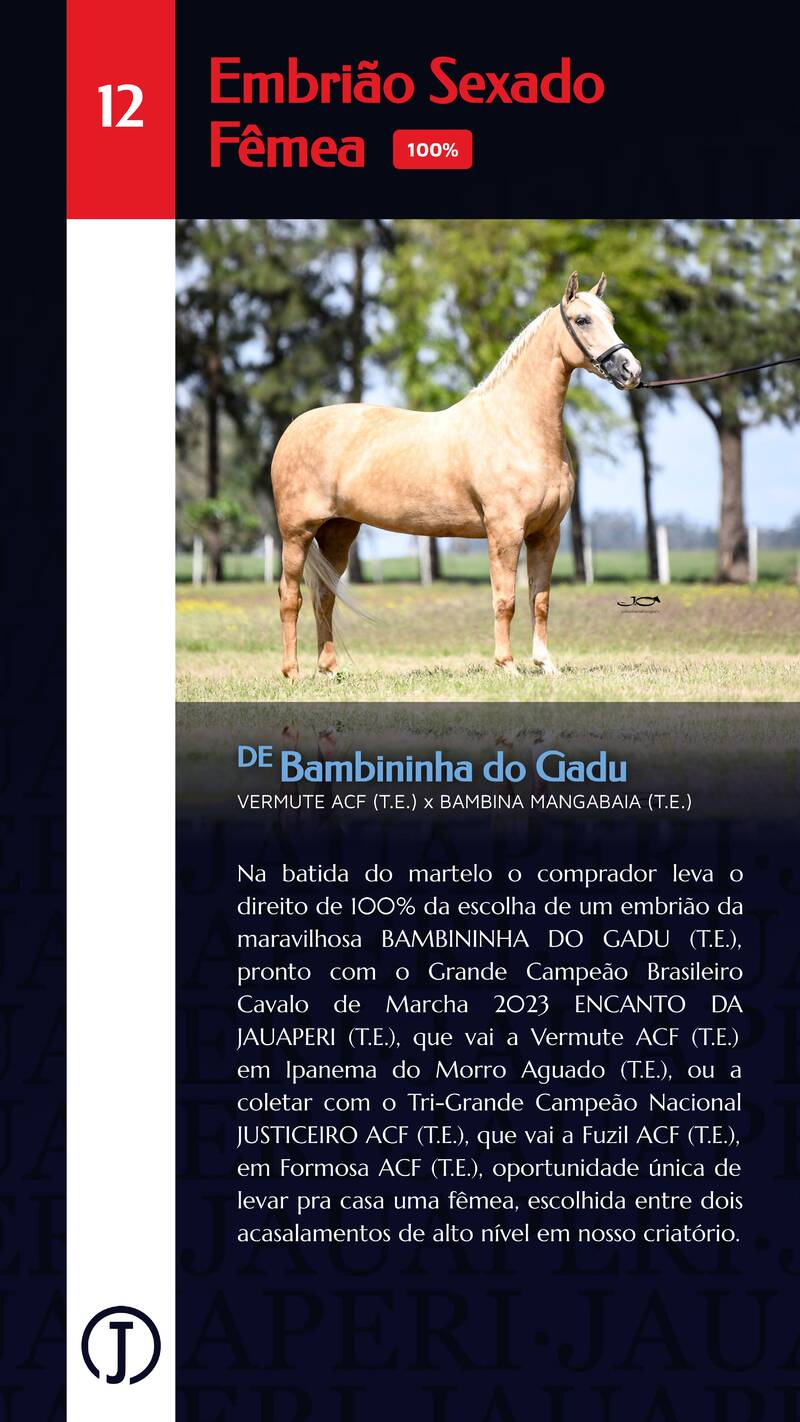 Foto (100.0%) EMBRIÃO BAMBININHA DO GADU (SEXADO FÊMEA) X ENCANTO DA JAUAPERI OU JUSTICEIRO ACF (T.E.)