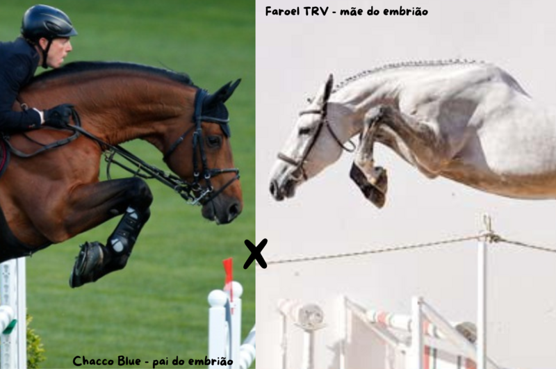 Foto CHACCO BLUE X FAROEL TRV (DIAMANT DE SEMILLY)