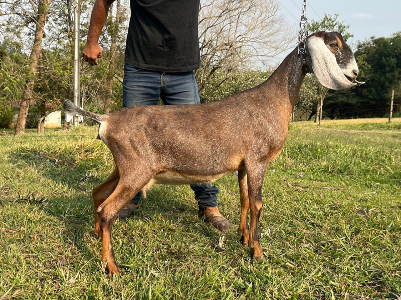 Foto XERRI DO OLHO VIVO
