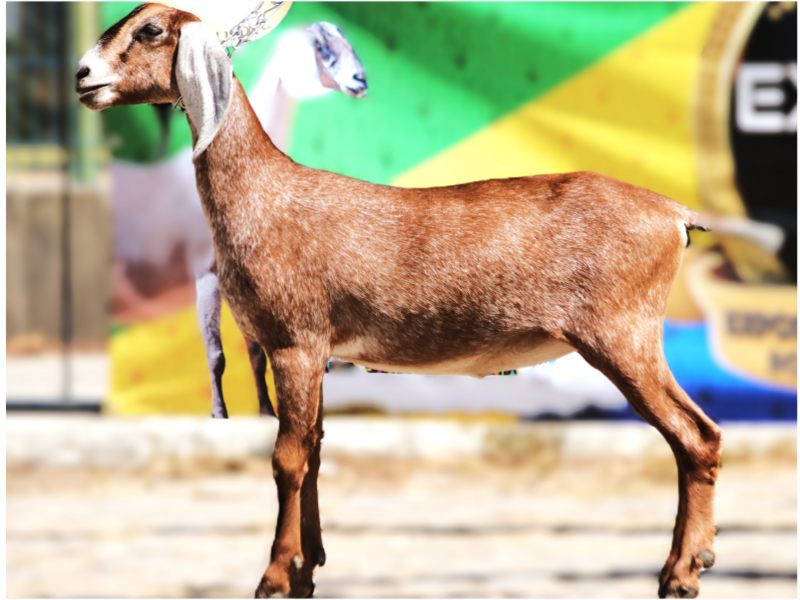 Foto SCV ESTHER DA TALISMA