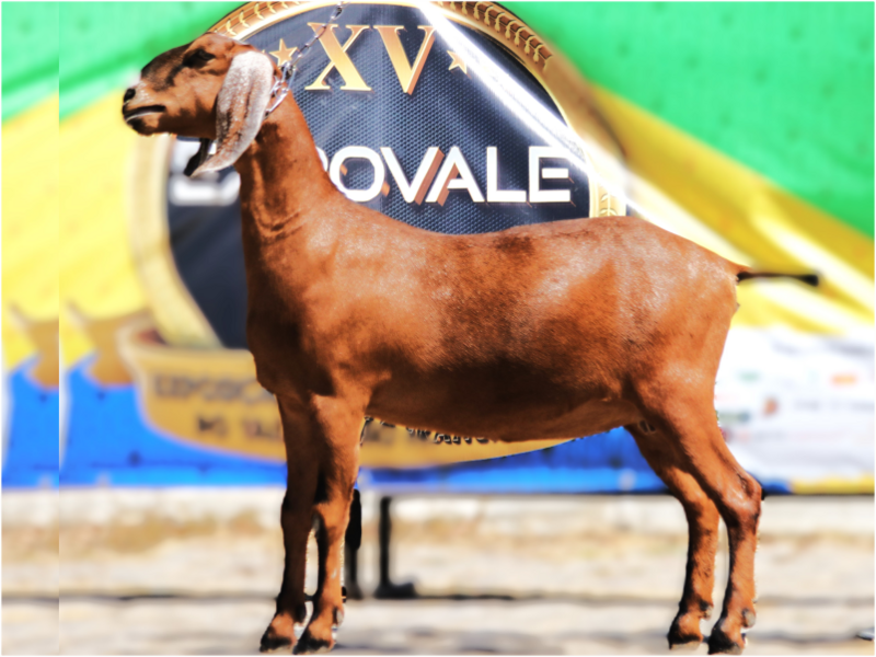Foto SCV LUA DA TALISMA
