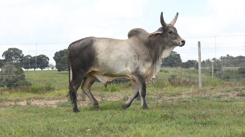 Foto PRODUTO DA FASF