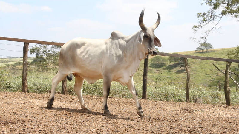 Foto BARONESA DA BOA VISTA