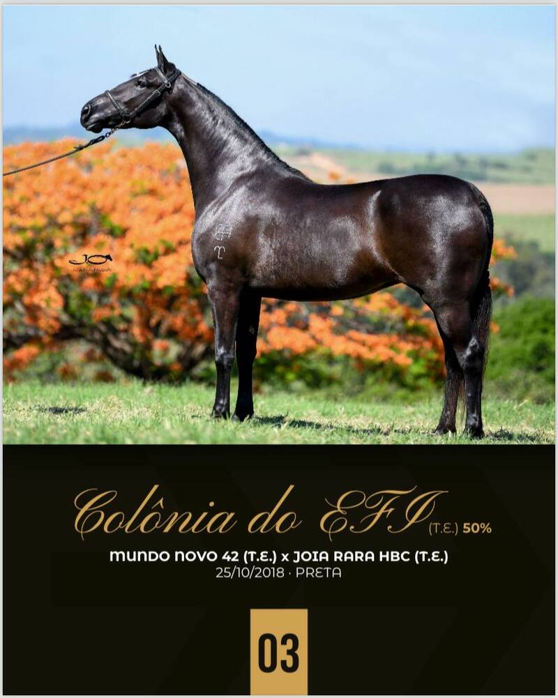 Foto (50.0%) COLÔNIA DO EFI (T.E)