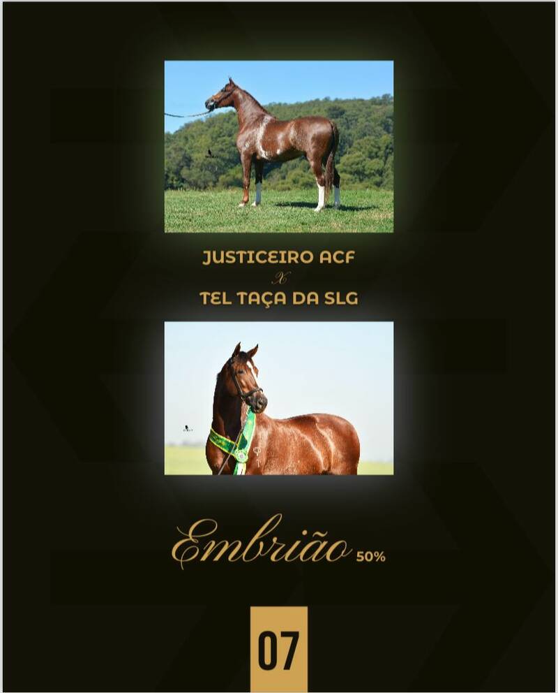 Foto (50.0%) EMBRIÃO JUSTICEIRO ACF X TEL TAÇA DA SLG