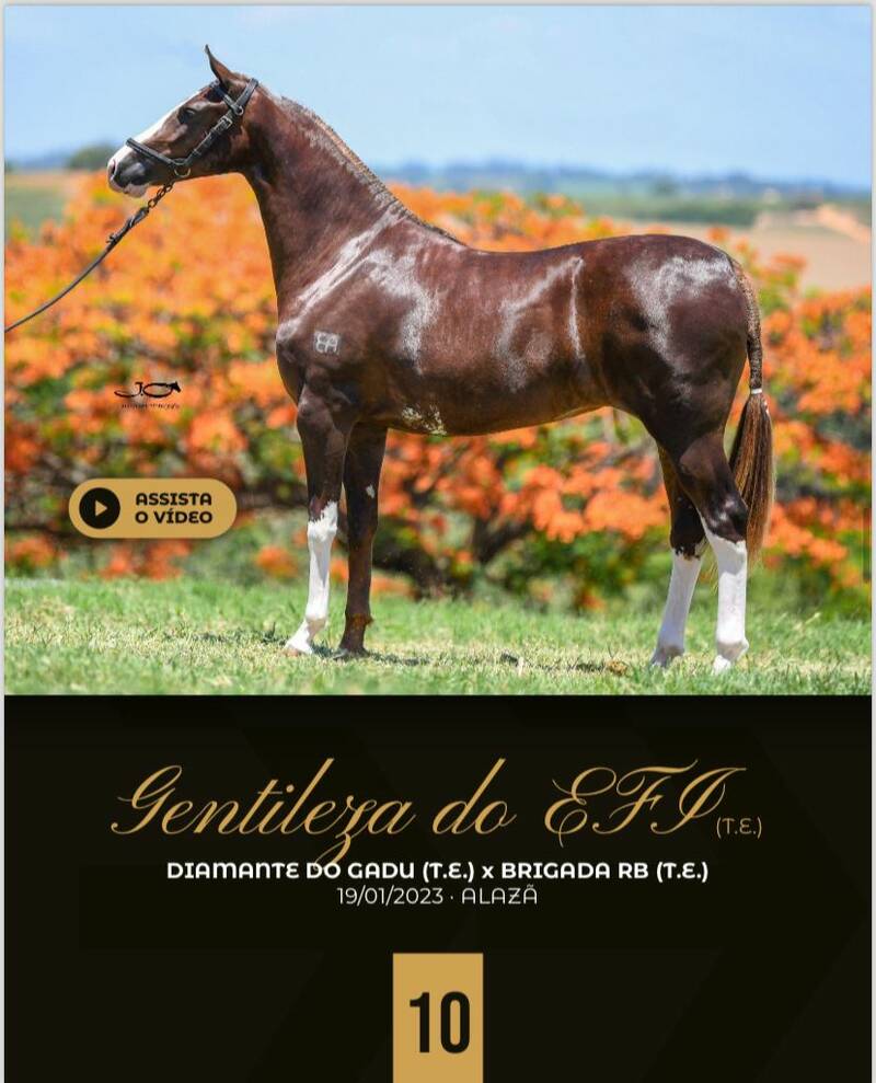 Foto GENTILEZA DO EFI (T.E)