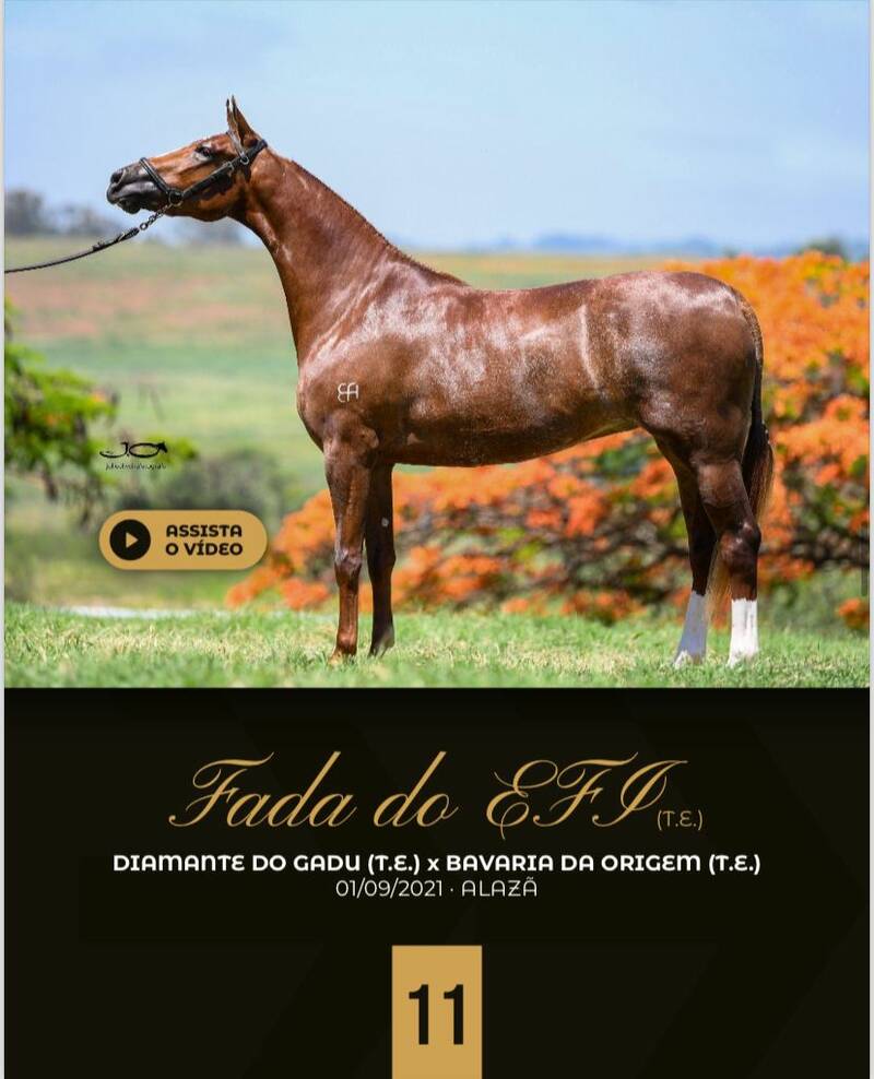 Foto FADA DO EFI (T.E)