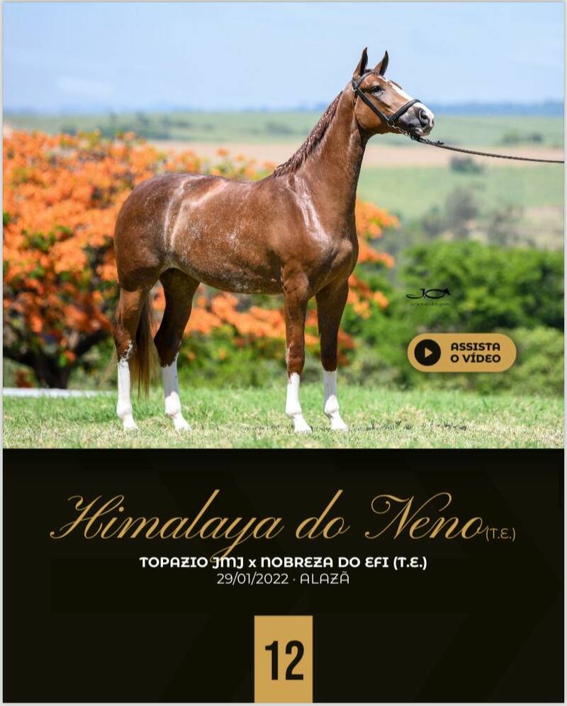 Foto HIMALAYA DO NENO (T.E)