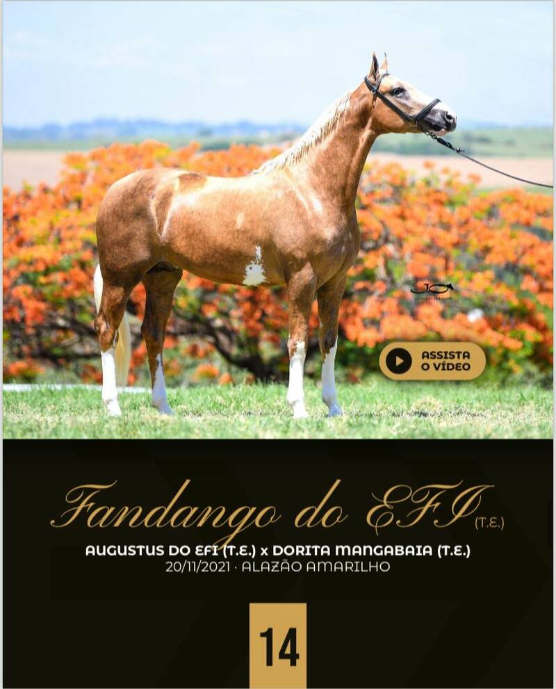 Foto FANDANGO DO EFI (T.E)