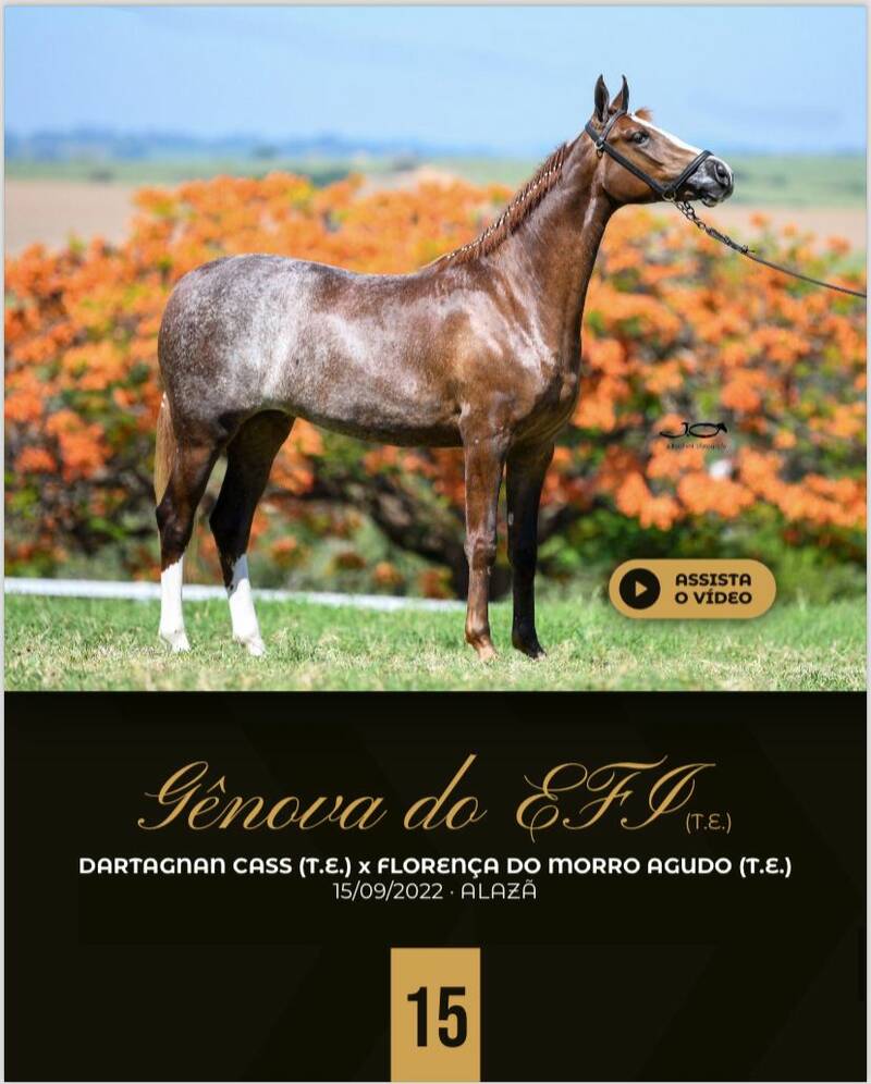 Foto GÊNOVA DO EFI (T.E)