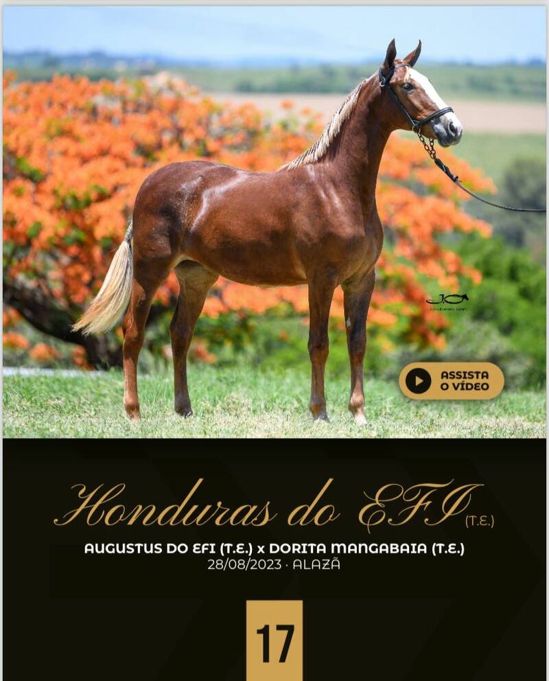 Foto HONDURAS DO EFI (T.E)