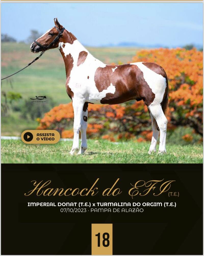 Foto HANCOCK DO EFI (T.E)