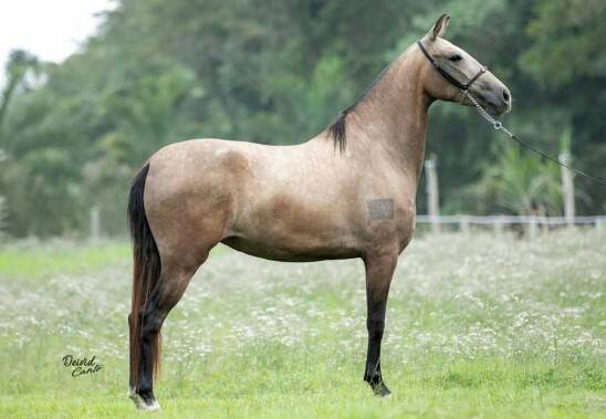 Foto AMARULA POETA MARCHADOR ORIGEM S  - 50% Á COLETAR FAVACHO ALCATÉIA / FOCUS DA AGROTEXAS / ÍMPERIO SAPECADO