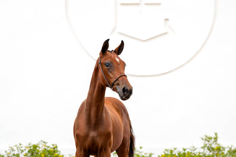 Foto EQUICENTER KAKA