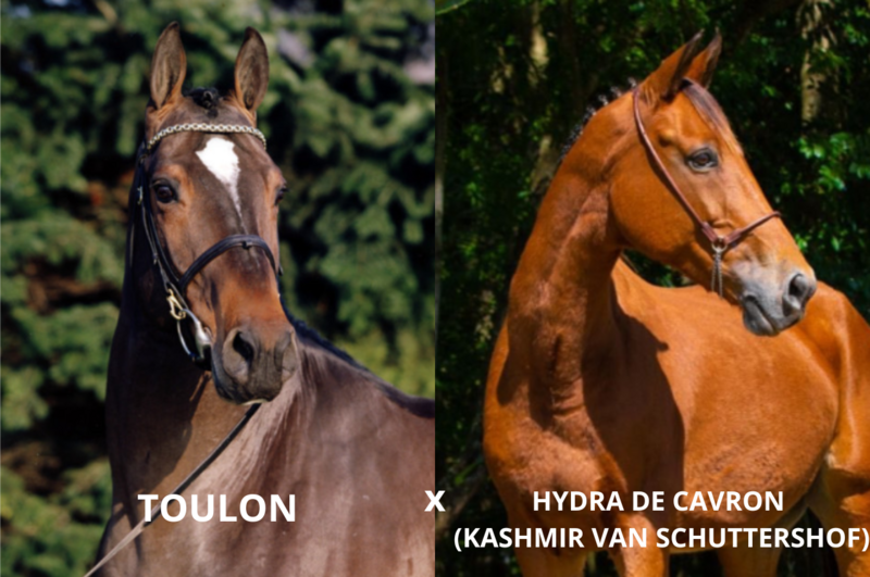 Foto TOULON X HYDRA DE CAVRON (KASHMIR VAN SCHUTTERSHOF)