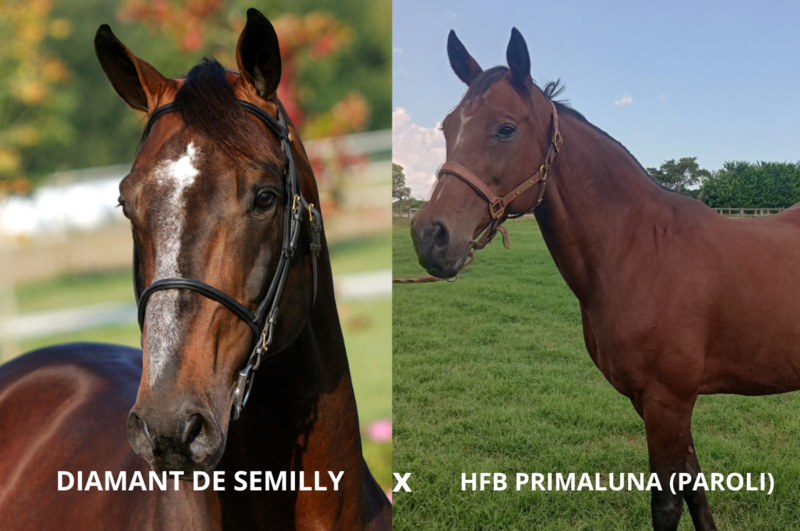 Foto DIAMANT DE SEMILLY X HFB PRIMALUNA (PAROLI)