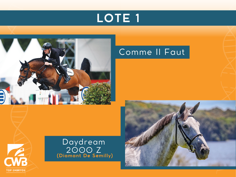 Foto COMME IL FAUT X DAYDREAM 2000 Z (DIAMANT DE SEMILLY)