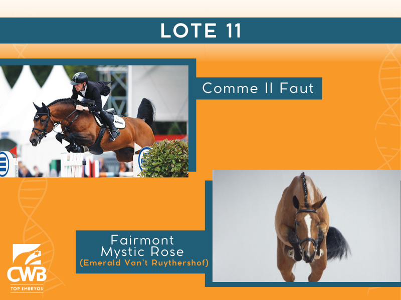 Foto COMME IL FAUT X FAIRMONT MYSTIC ROSE (EMERALD VAN T RUYTERSHOF)