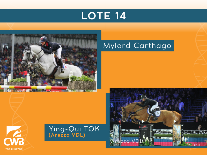 Foto MYLORD CARTHAGO X YING-QUI TOK (AREZZO VDL)