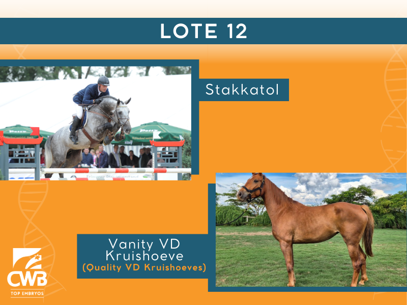 Foto STAKKATOL X VANITY VD KRUISHOEVE (QUICKLY V/D KRUISHOEVE)