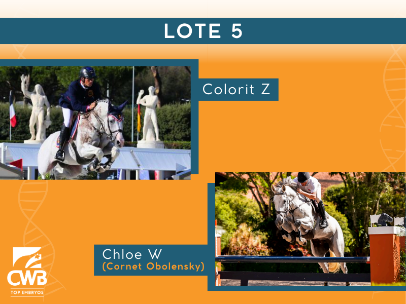 Foto COLORIT Z X CHLOE W (CORNET OBOLENSKY)
