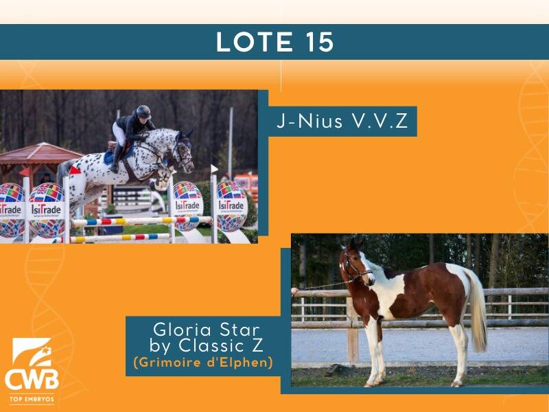 Foto J-NIUS V.V. Z X CHEVAL GLORIA STAR BY CLASSIC Z (GRIMOIRE D'ELPHEN)